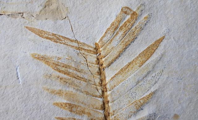 Zamites feneonis BRONGNIART - Bild © FossNet FossilienStore